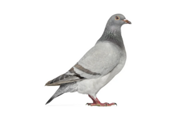 Pigeon