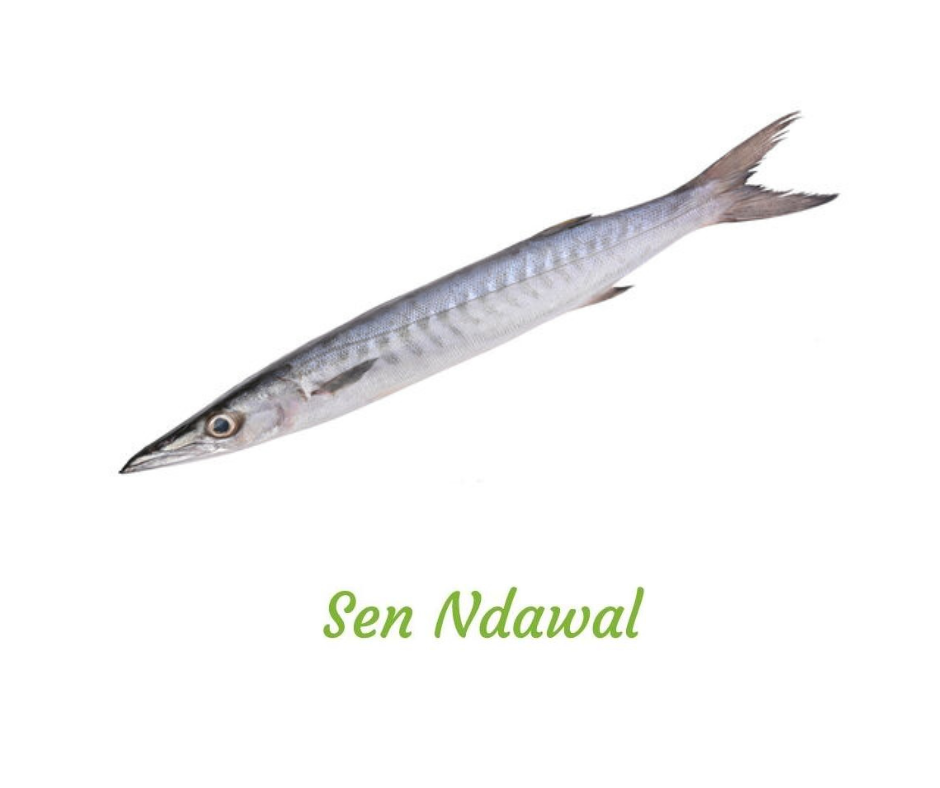 Seudde (barracuda)